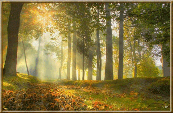 Słońce świeci na piękny las